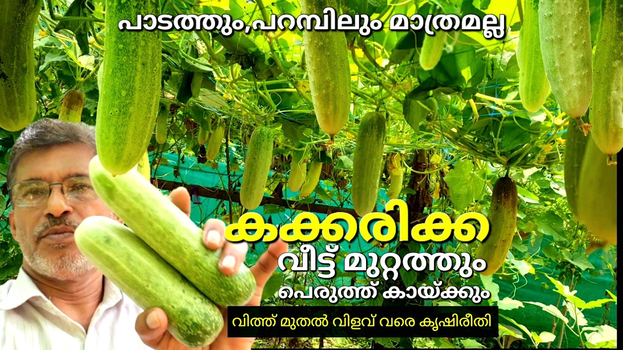 കക്കരിക്ക  കുക്കുമ്പർ  സലാഡ് വെള്ളരി കൃഷി ചെയ്യാൻ വിത്ത് മുതൽ വിളവ് വരെയുള്ള ഒരു പൂർണ്ണ കൃഷിരീതി