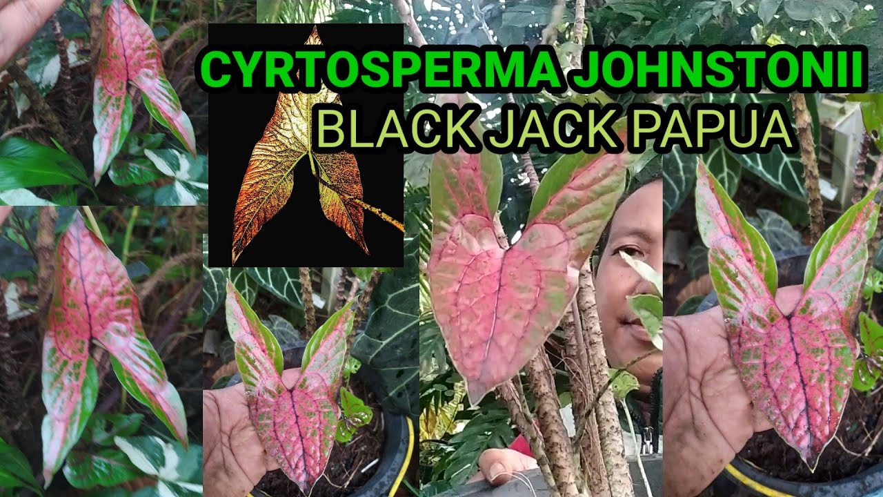 CYRTOSPERMA JOHNSTONII | BLACK JACK PAPUA | PERAWATAN & PERBANYAKAN