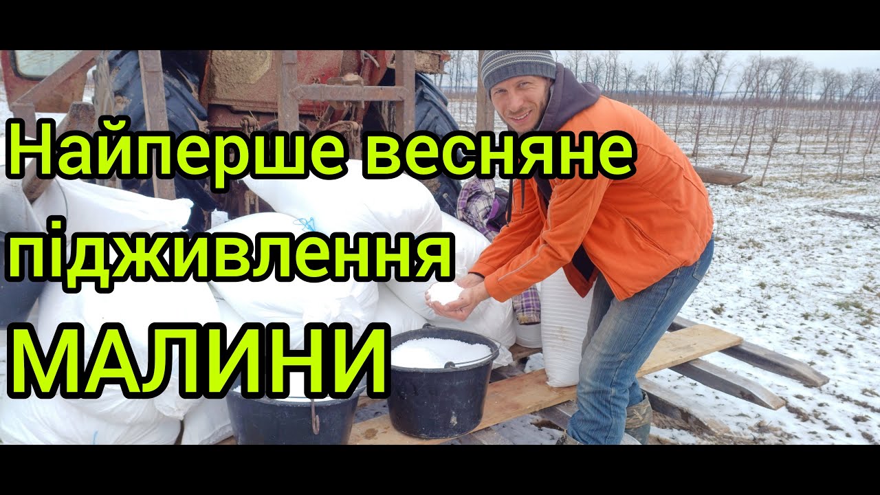 Весняне підживлення малини мінеральними добривом. Як та чим підживити малину весною. Коли підживити