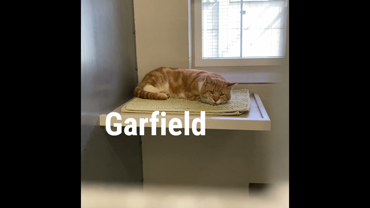 Dyrev&aelig;rnet har de s&oslash;deste katte til adoption ❤️
