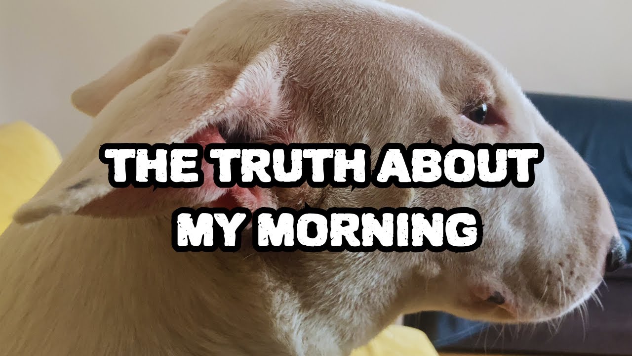 Bull Terrier Morning 🐶 Funny Bullterrier Daily Vlog 🐶 Funny Bull Terrier 🐶