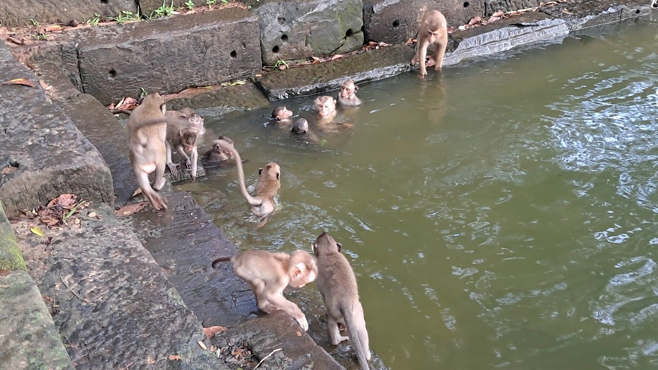 Monkeys Swimming ❤ Look at Monkey in Pool | Some Monkey go up tree and than they Jump Down So Fun