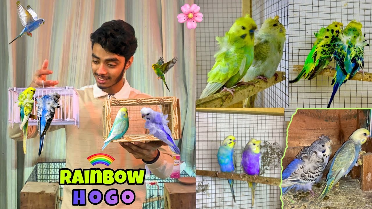 Hagoromo budgies k bachy pkr liye😍|Double flower budgies🌸
