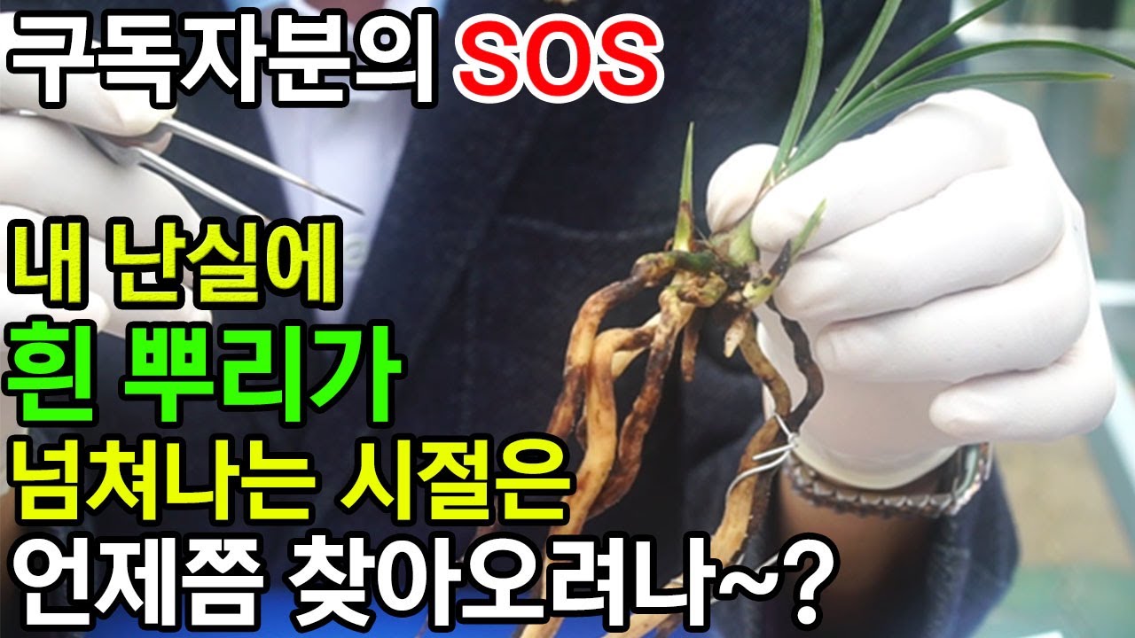 211편 앵^^ 시커멓게 썩어요 뿌리가 [춘란,풍란,약초,명장,다육,난초,주식,재테크 청년 창업,귀농, 실버]