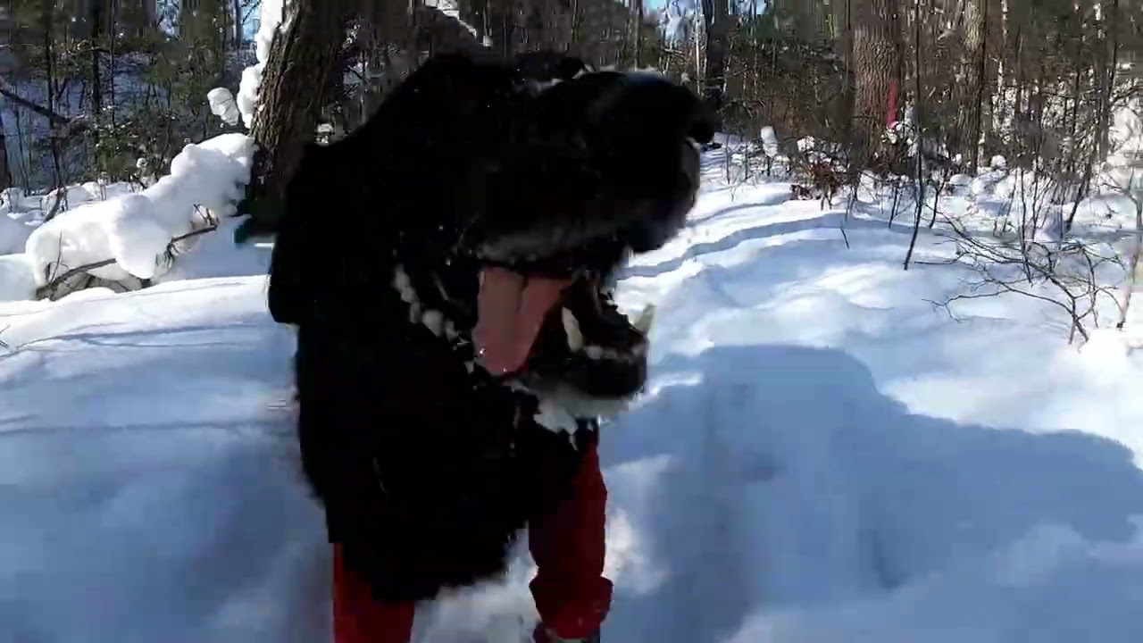 Pinery winter camping fu fu style Jan 2026