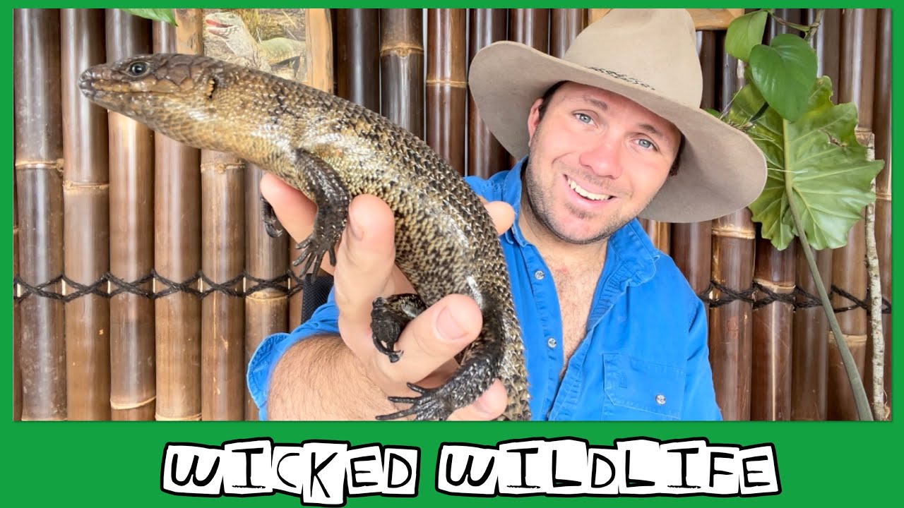 The Cunningham Skink