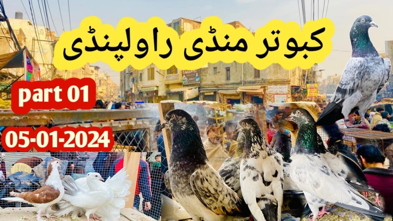 kabootar Mandi Rawalpindi || Fancy kabootar || Friday Pigeon Market @pindipigeonclub.