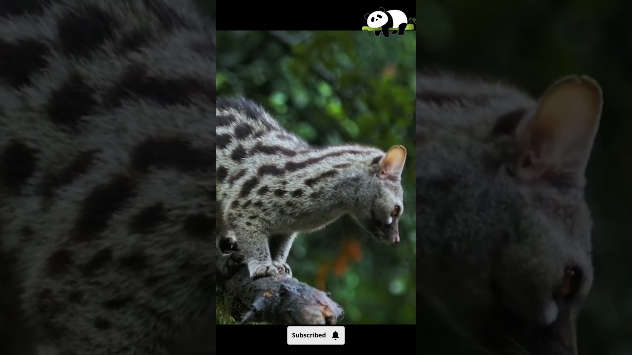 Genet: The Agile Cat-Like Carnivore | Amazing Animal Facts
