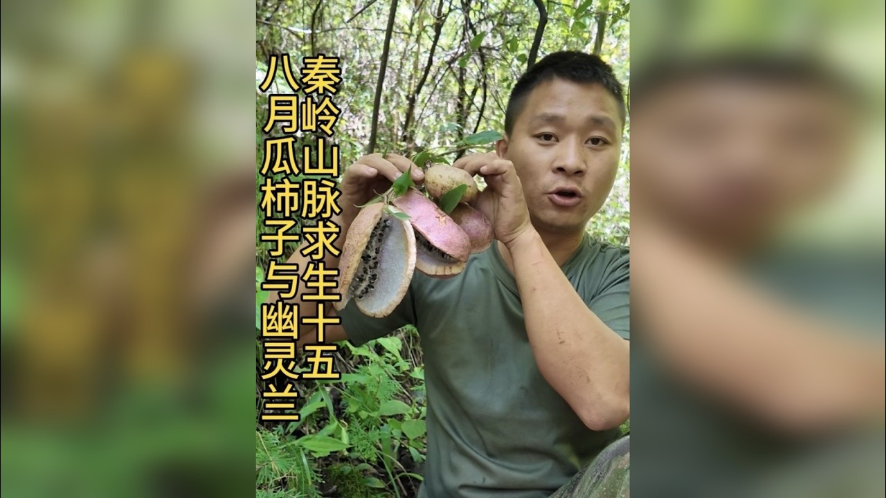 秦岭山脉求生十五 这个小伙在秦岭山脉求生，采摘了这么多的八月瓜，还遇到了这么罕见的幽灵兰，快来看看发生了什么吧！