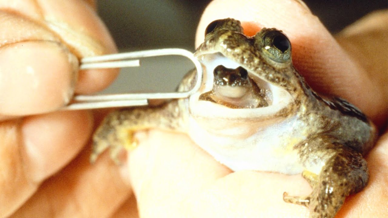 Gastric-Brooding Frog - Animal of the Week
