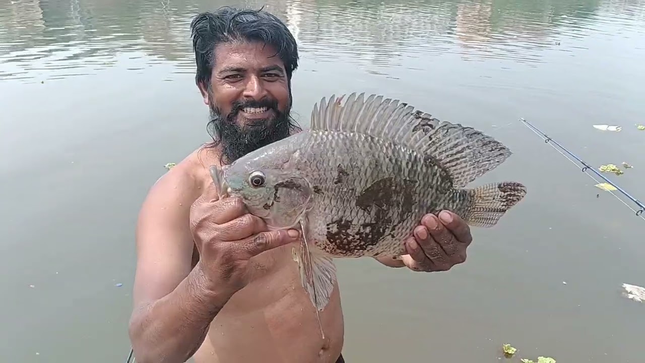 Big tilapiya machli ka shikar #fish #allfishing #fishing 