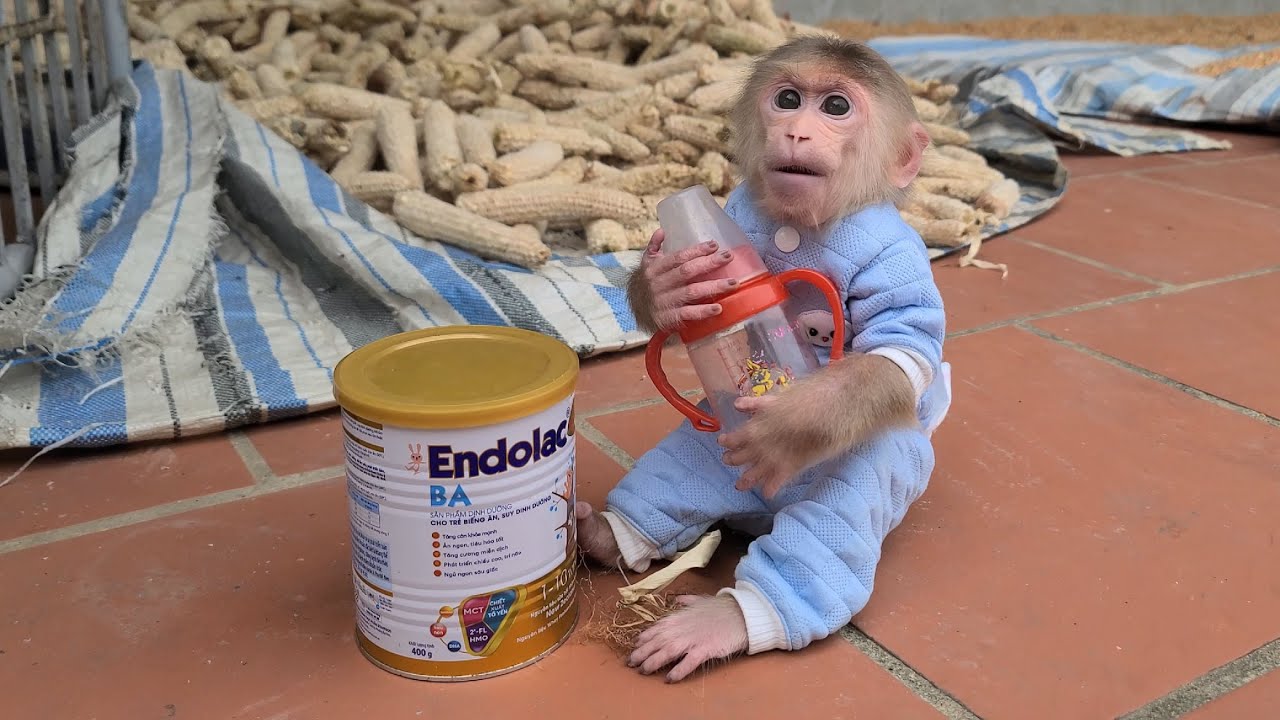 Baby Monkey David holds a milk bottle and waits for Grandma to come home and make milk