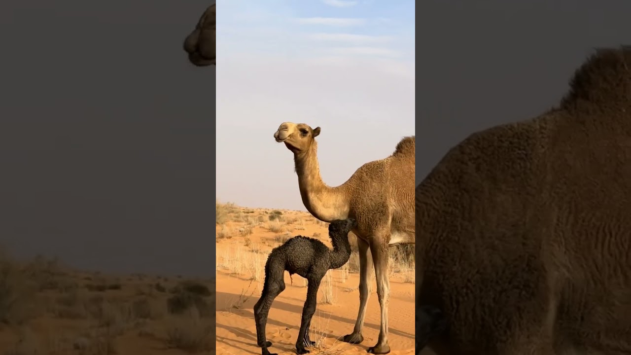شديد قريب بدو 