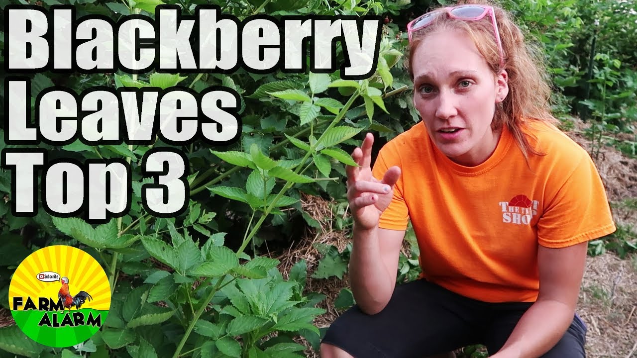 Top 3 Uses for Blackberry Plant Leaves