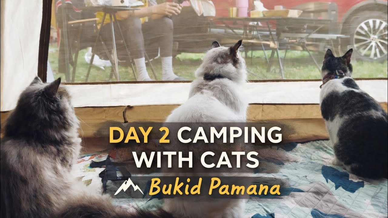 Day 2 in Bukid Pamana | Camping with Our Cats | Cat Personalities | Cinematic 4K