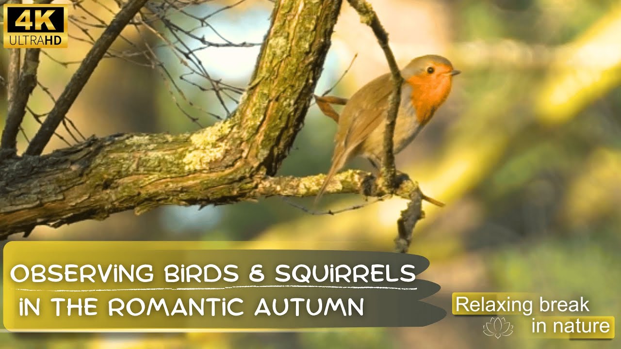 Peaceful Autumn Birdwatching 🍂 Blackbird, Robin & Foraging Squirrel | Relaxing Music & Birdsong