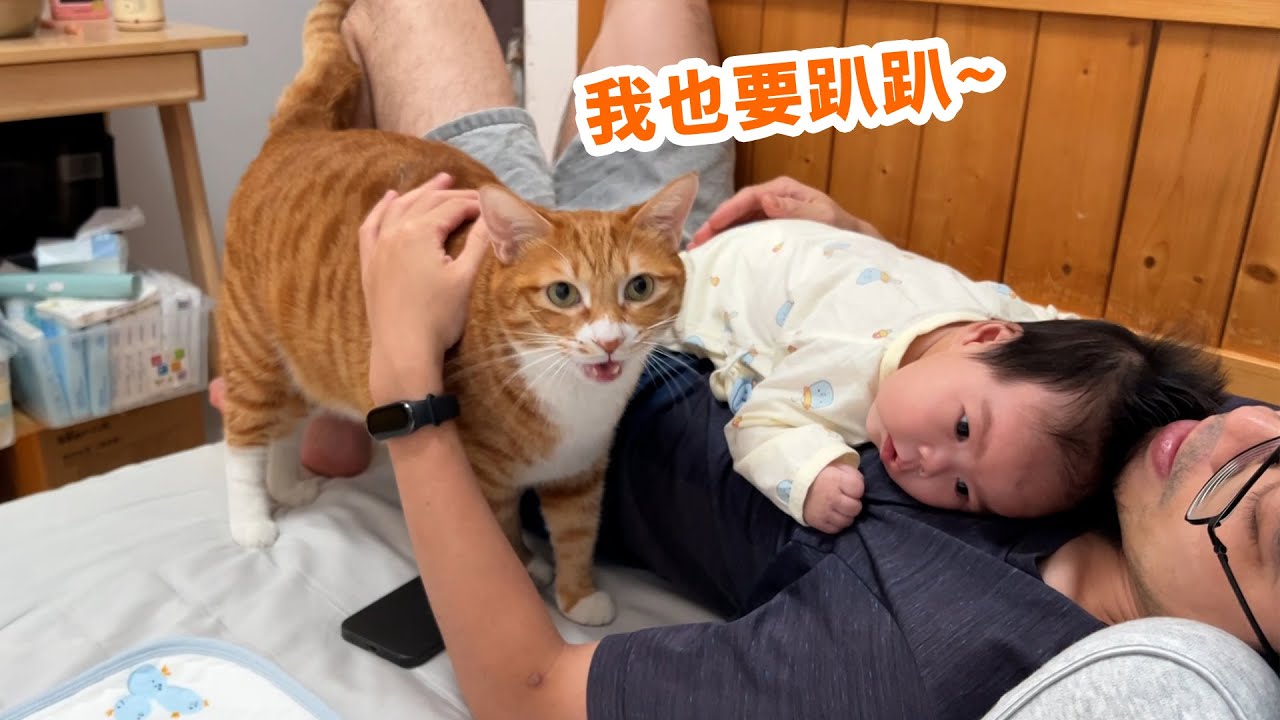 有了宝宝后，猫也学会了争宠