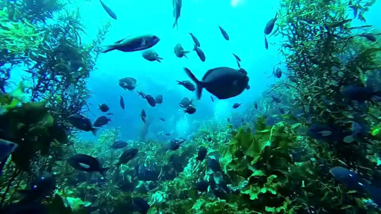 Poor Knights Islands 2014