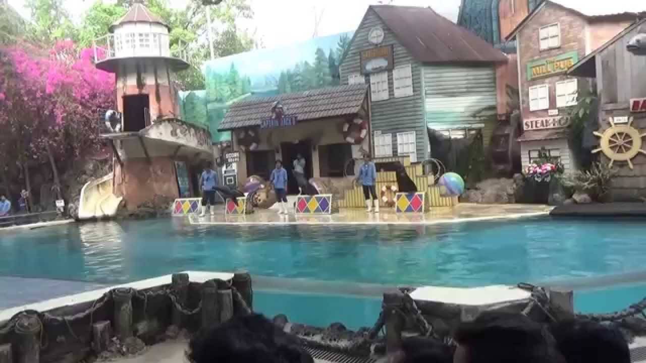 Sea Lion Show Bangkok Safari World Thailand