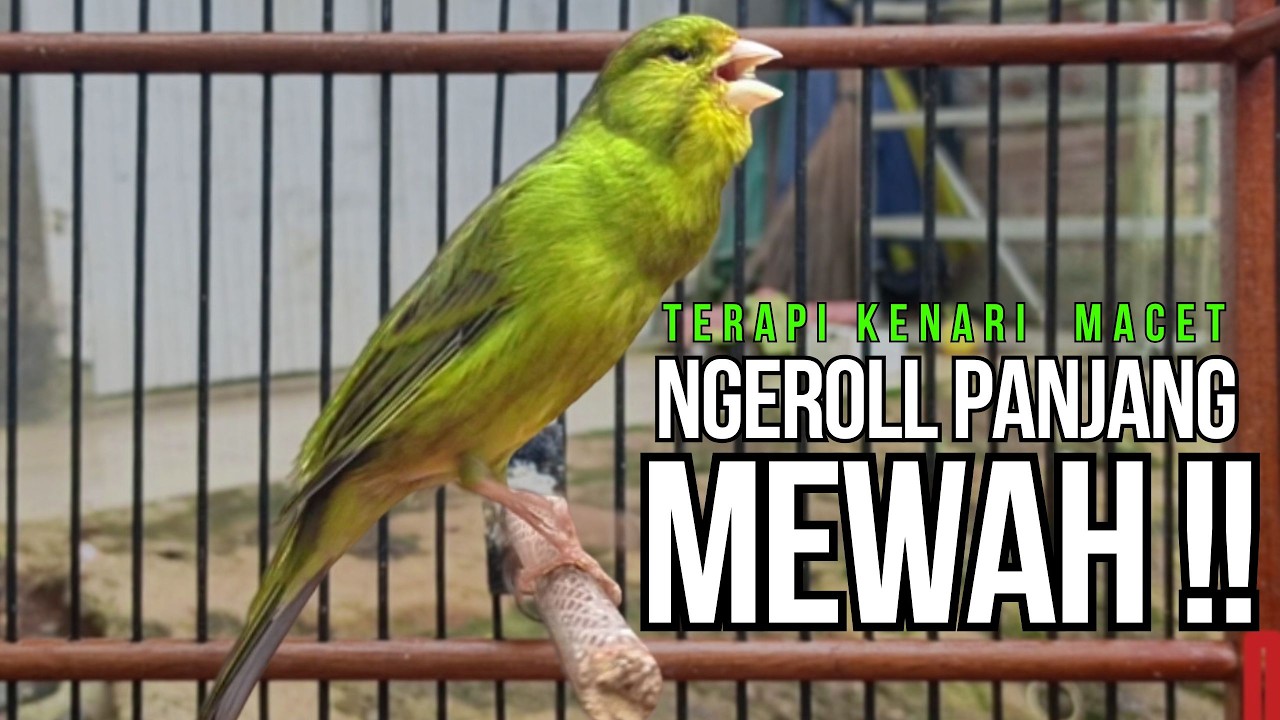 CUIT Cuit Kenari GACOR ngerol PANJANG AMPUH untuk PANCINGAN & MASTERAN Kenari PAUD cepat BUNYI