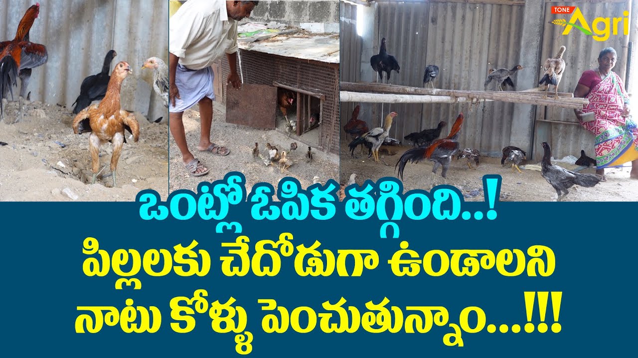 Natu Kollu Pempakam | పిల్లలకు చేదోడుగా ఉండాలని నాటు కోళ్ళు పెంచుతున్నాం..!! Tone Agri