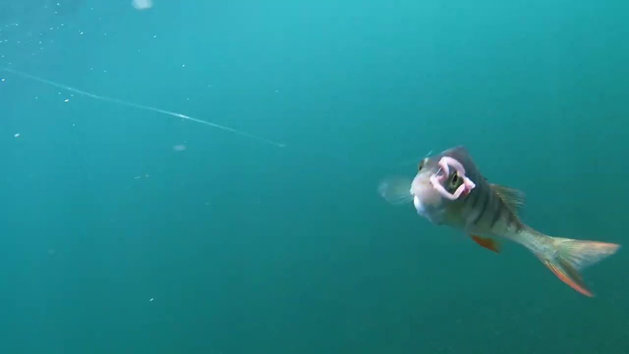 Buttermere snorkeling and fishing