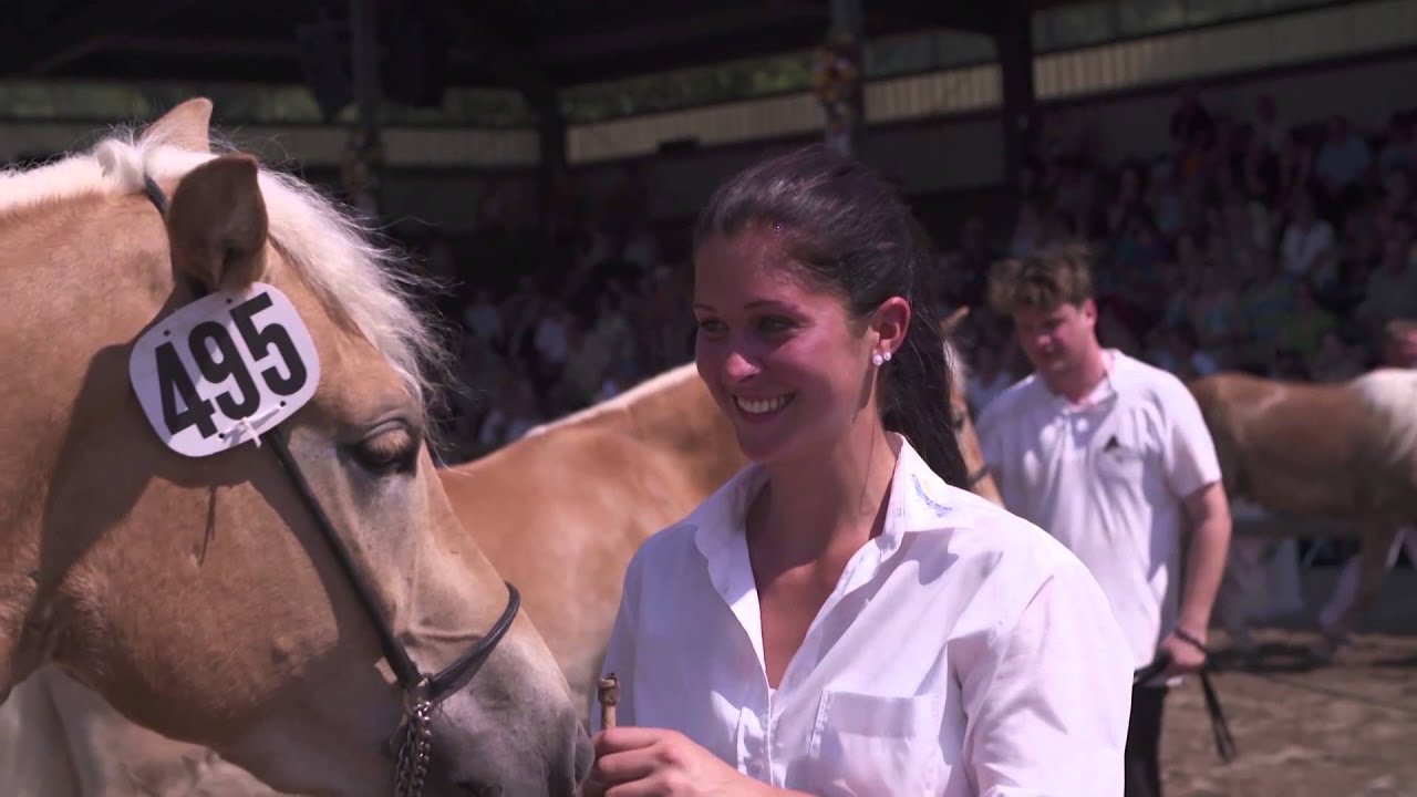 6. Haflinger Weltausstellung in Ebbs/Tirol