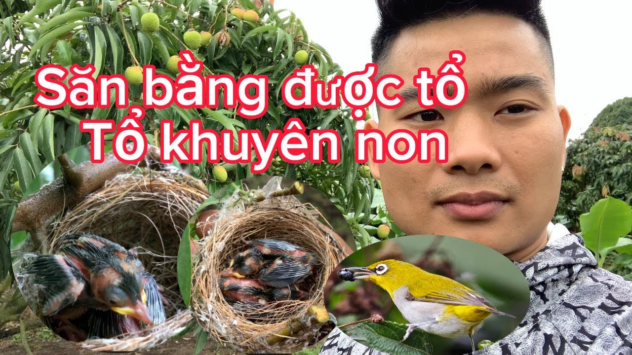 Săn được tổ chim khuyên non và rất nhiều tổ chim khác - Vải chuẩn bị được thu rồi ae ạ!