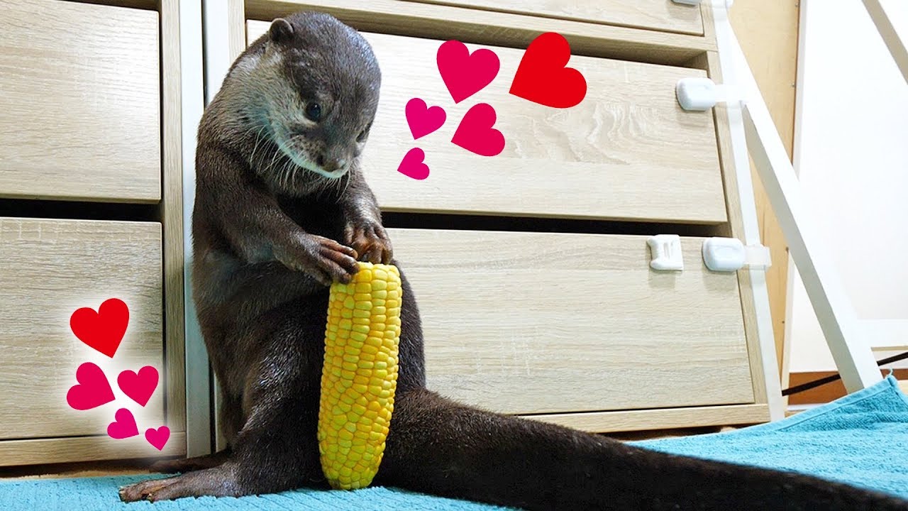 【新物】トウモロコシまるごとカワウソのビンゴにあげてみた！Otter Bingo get a whole corn!