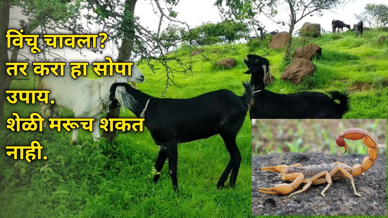 शेळीला विंचु चावला तर करा हा सोपा घरगुती उपाय शेळी 100%वाचेल/पाच मिनटात फरक.#shelipalan