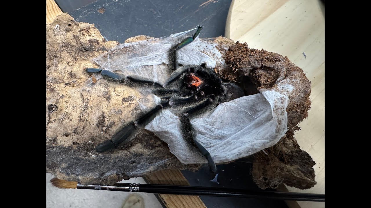 Psalmopoeus irminia , Venezuelan Suntiger rehouse and care