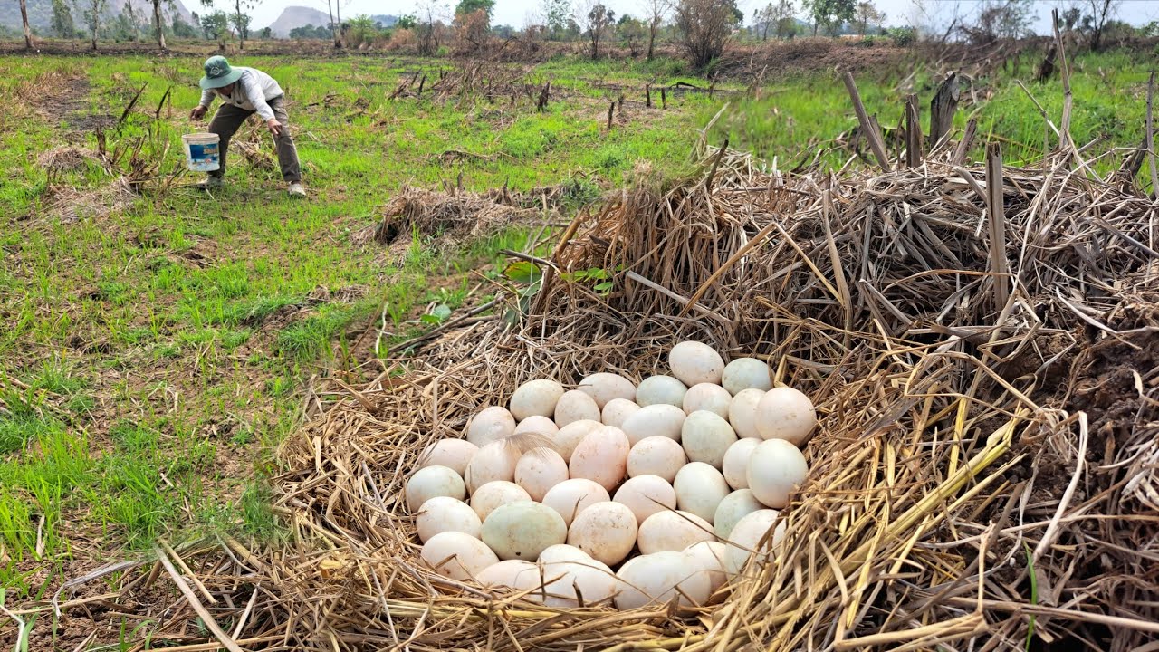 Wow Wow unique  !A farmer lays eggs in a field of grass and has a large nest in the straw.
