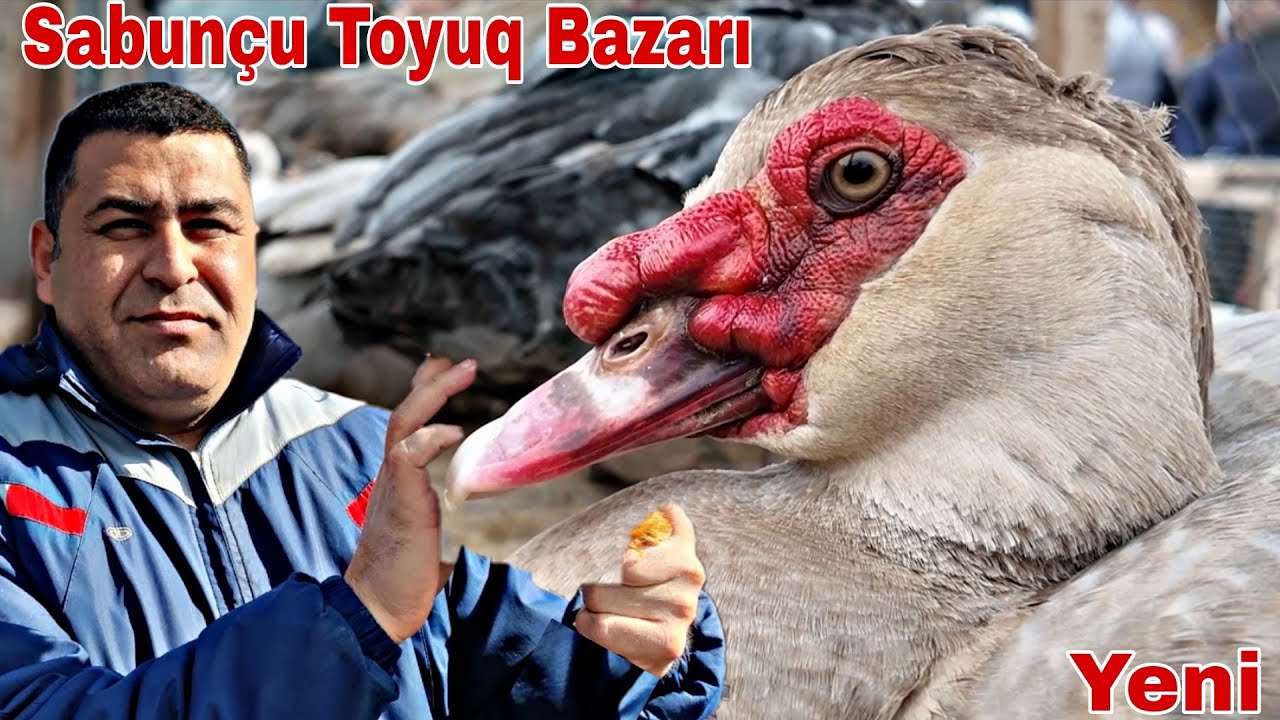 Sabunçu Toyuq Bazarı 15 mart 2026