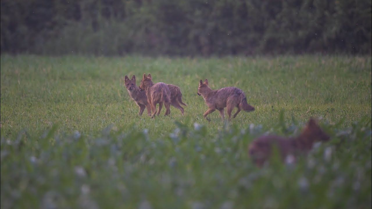 Η Πανίδα κοντά μας | Τσακάλι | Canis aureus | 2021