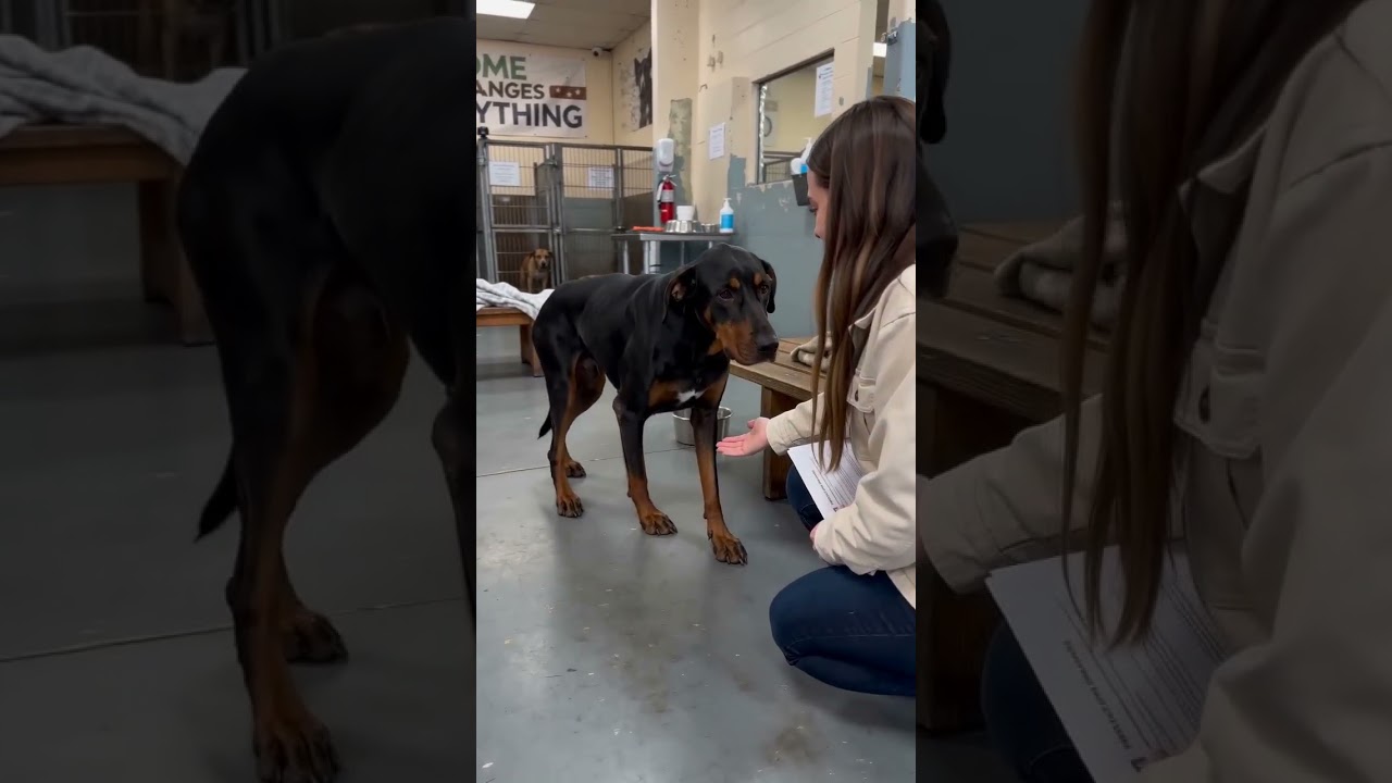Emotional moment as woman meets rescue dog at shelter