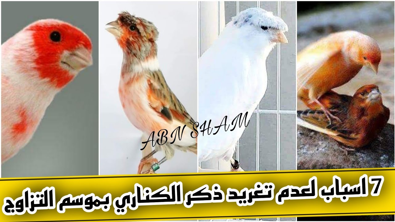 ذكر كناري لا يغرد لماذا؟ أهم🌹 7 🌹اسباب وخاصتن في هذا الوقت شهر/ 6/