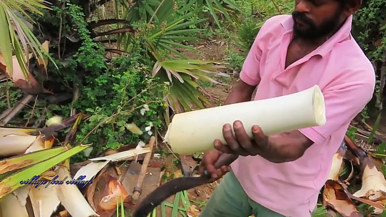 Have You Ever Seen? Eating The Palm Rice | How To Cutting And Eating The Heart Of Palm  Village Food