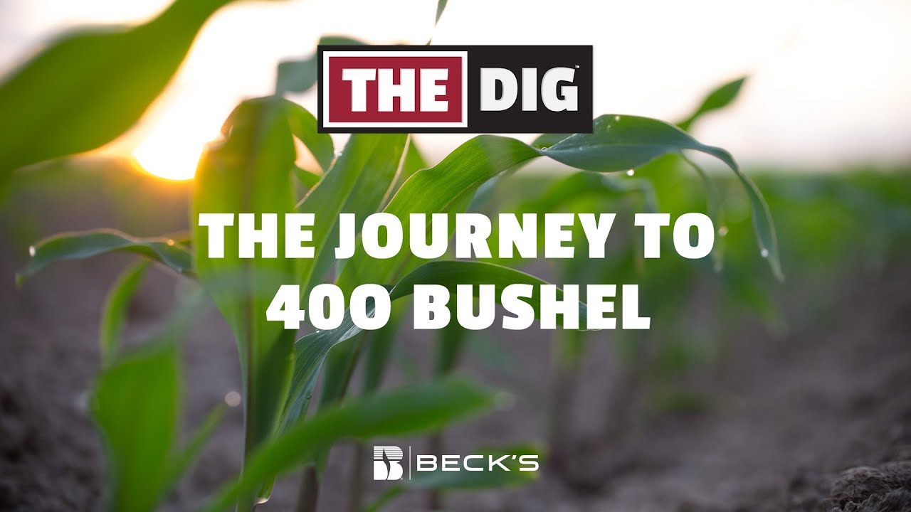 The Journey To 400 Bushel | The Dig