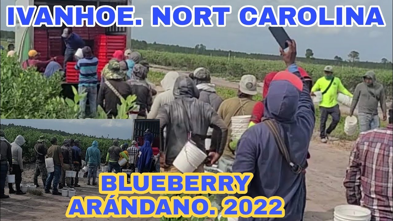 WHITE LAKE. NORTE CAROLINA  PISCA DE BLUEBERRY. ARÁNDANO 🫐🫐