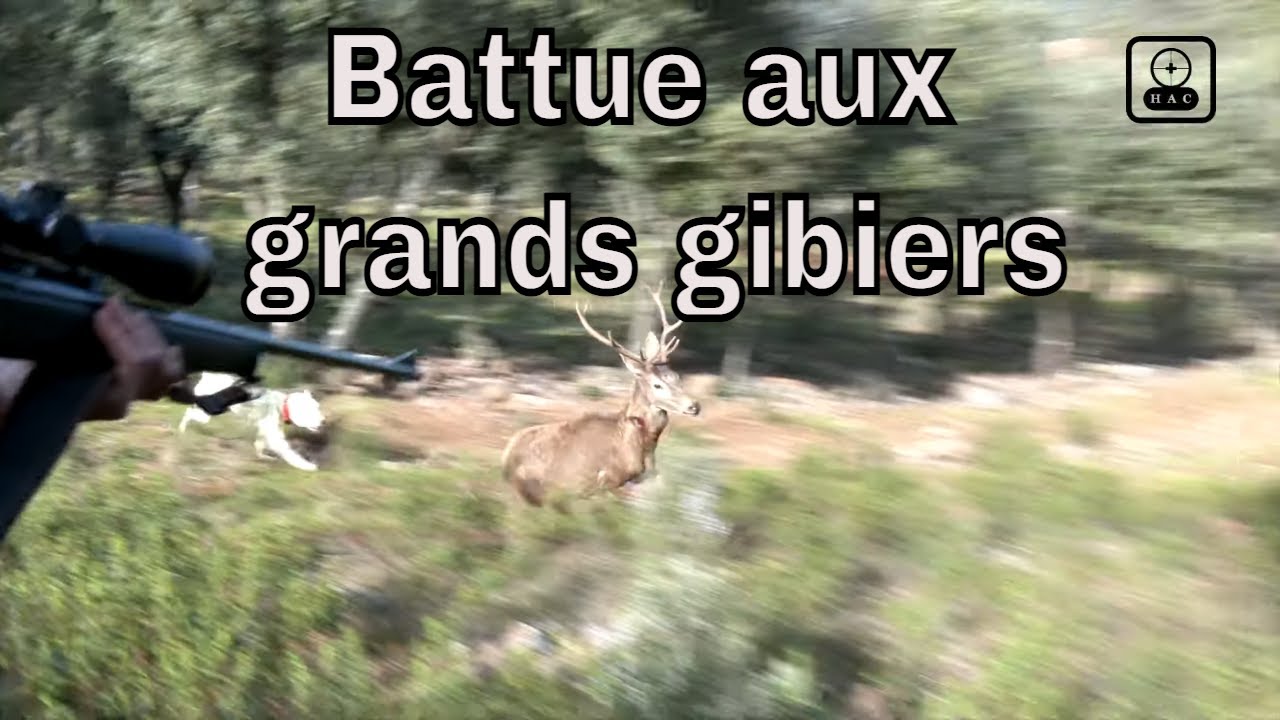 Battue aux sangliers & cervid&eacute;s en Espagne