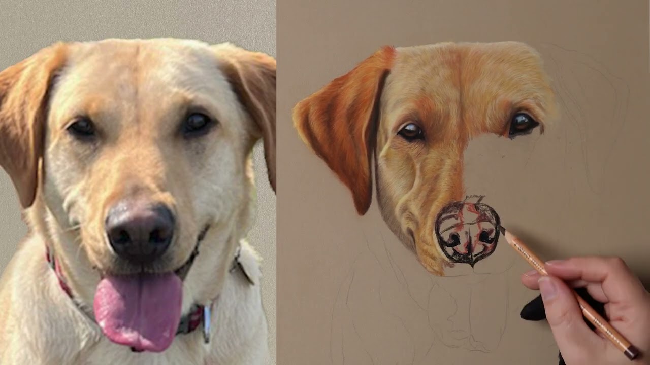 How to draw a yellow Labrador in soft pastels - timelapse tutorial - part two