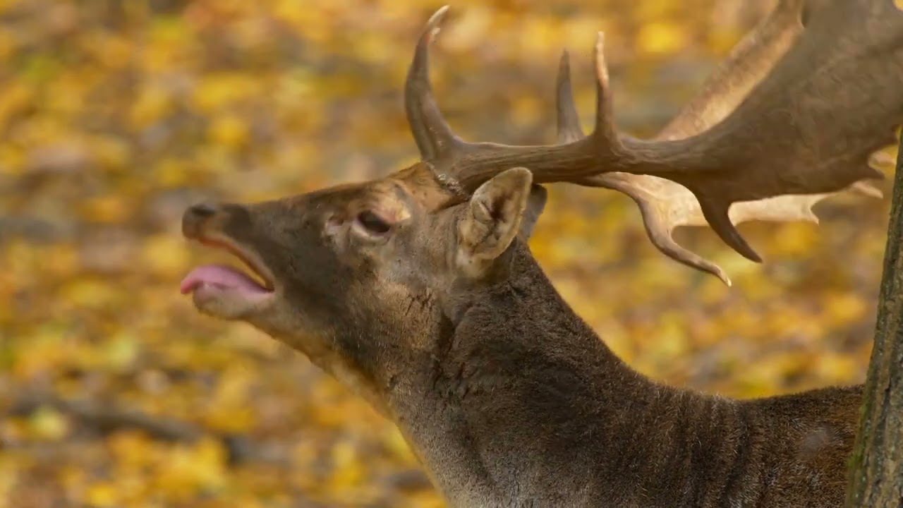 Fallow deer calling in rut