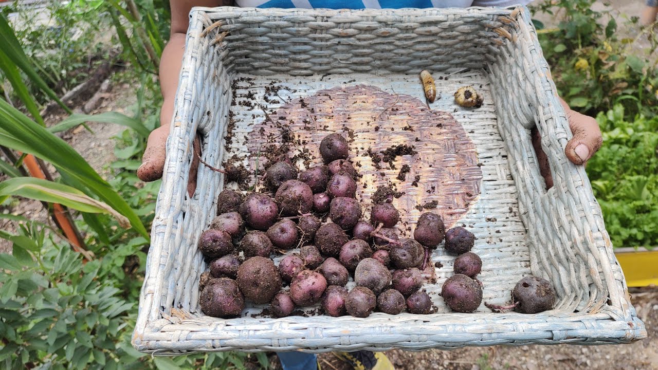 Cómo Sembrar Papas Moradas. De siembra a cosecha