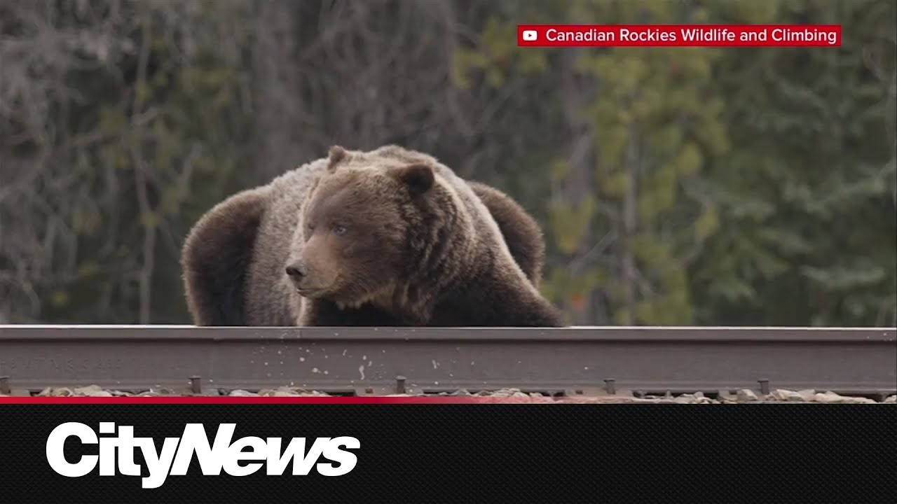 Legendarny niedźwiedź grizzly &bdquo;The Boss&rdquo; zerwał obrożę telemetryczną w Parku Narodowym Banff