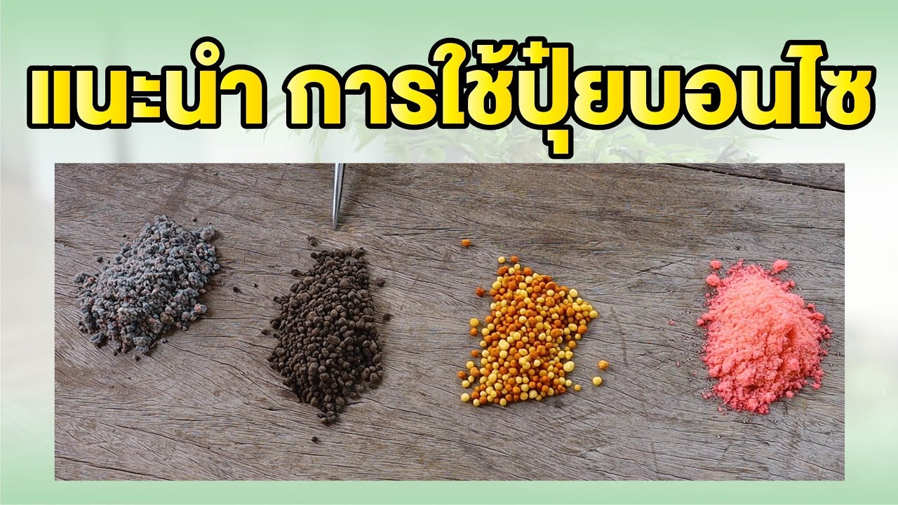 Bonsai Station [Freshy Station] EP. 57 เทคนิคการใช้ปุ๋ยบอนไซ