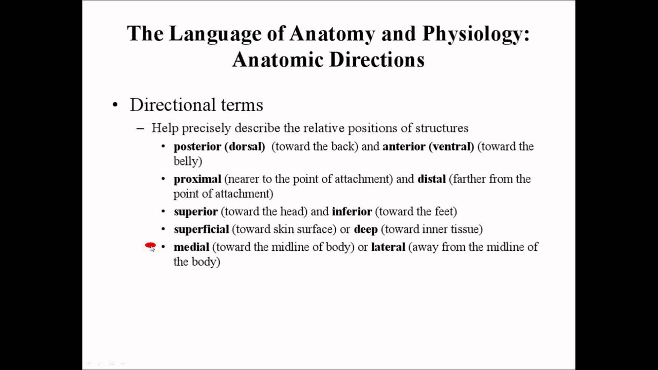 Directional terms of the body by Prof Knoppy
