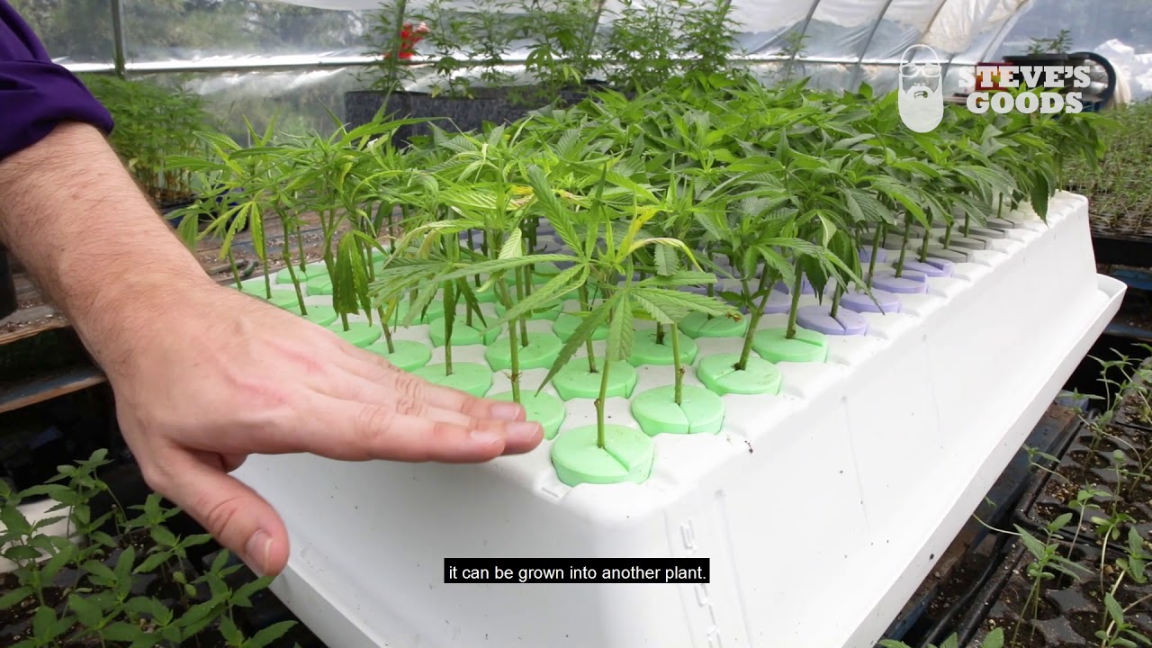 From Seed to Sale: Hemp For Humanity Series with Steve's Goods