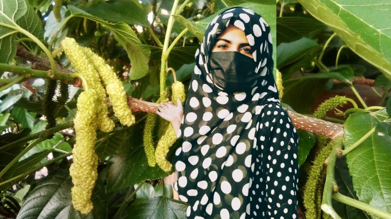 Mulberry Harvest | it's mulberry season | White mulberries update/ سفید شہتوت