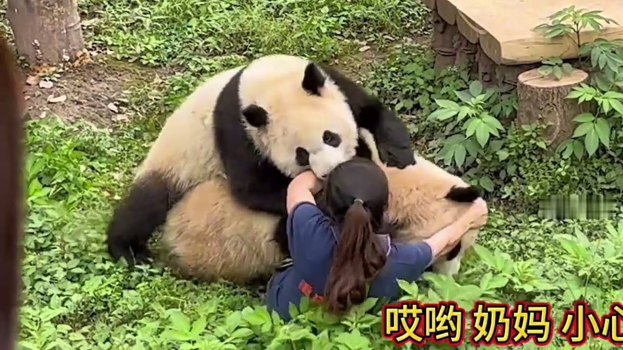 4.23 渝可渝爱扑倒奶妈的突发事件，真的好吓人😱😱幸亏奶妈没受伤 #重庆动物园