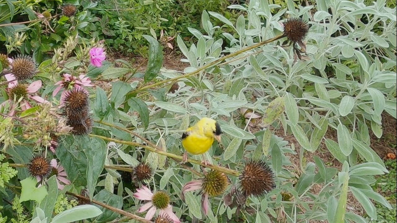 Goldfinches in the cone flowers
